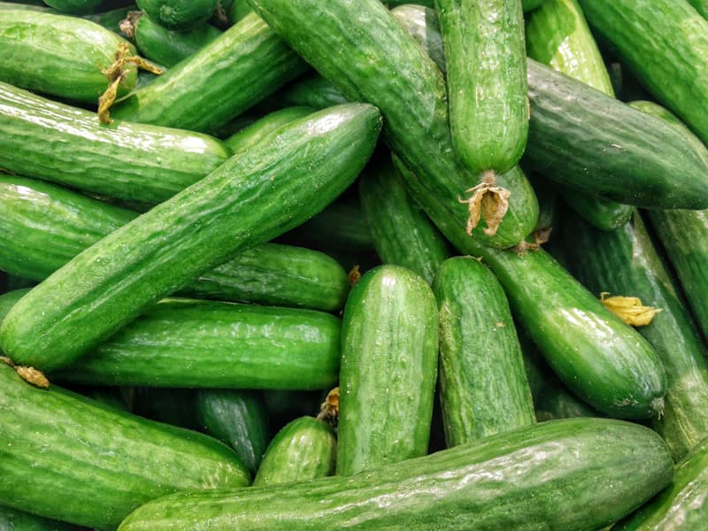 خيار أردني طازج ومقرمش مدرج حسب المواصفات التصديرية
